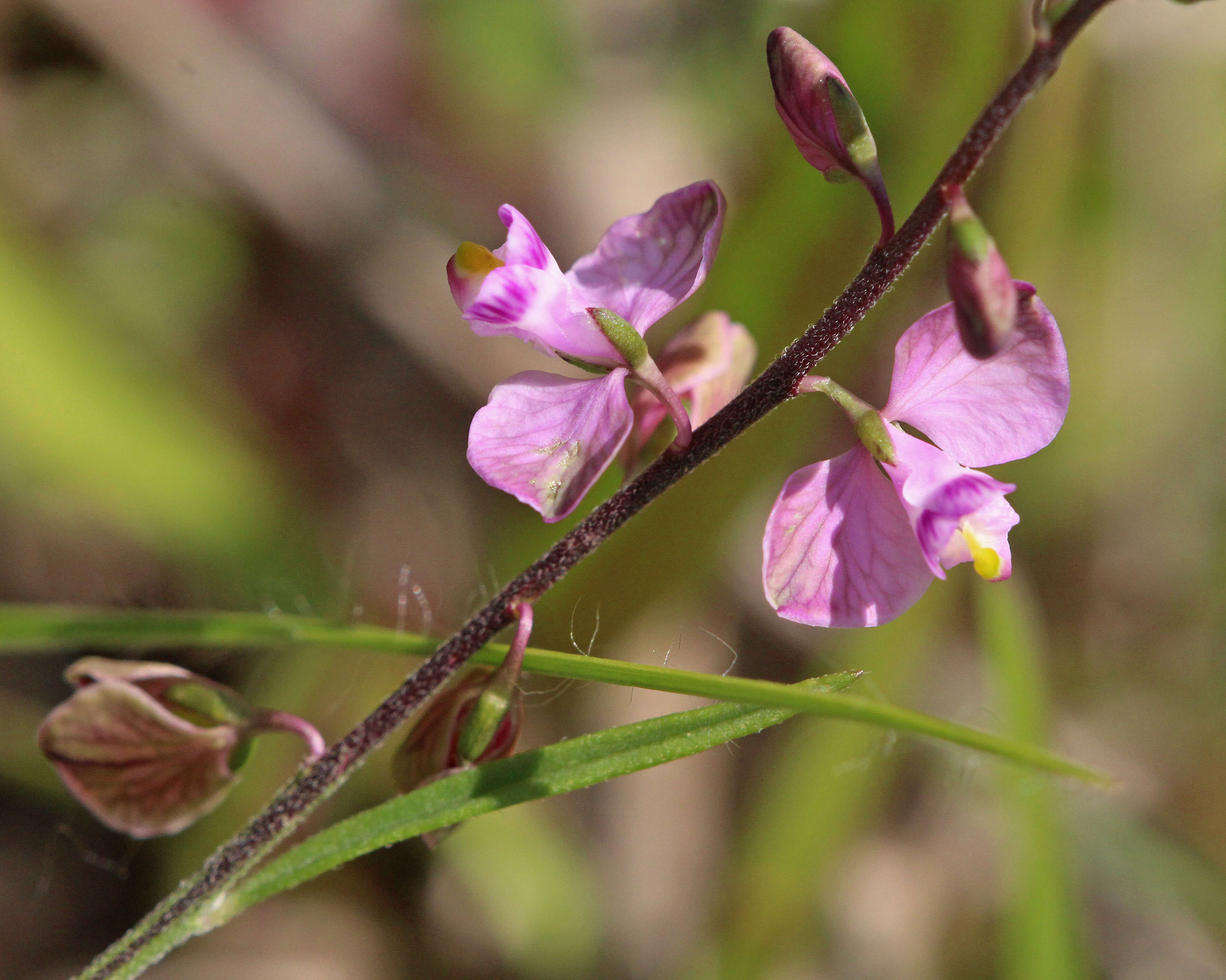 Imagem de Asemeia grandiflora (Walt.) Small