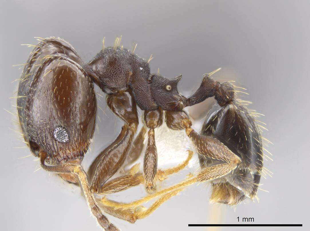 Image of Pheidole angustinigra