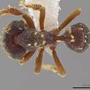 صورة <i>Eurhopalothrix vulcan</i>