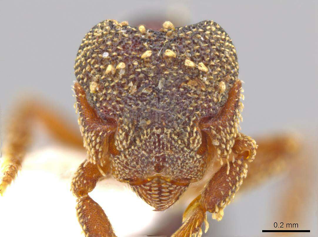 Image of <i>Eurhopalothrix vulcan</i>