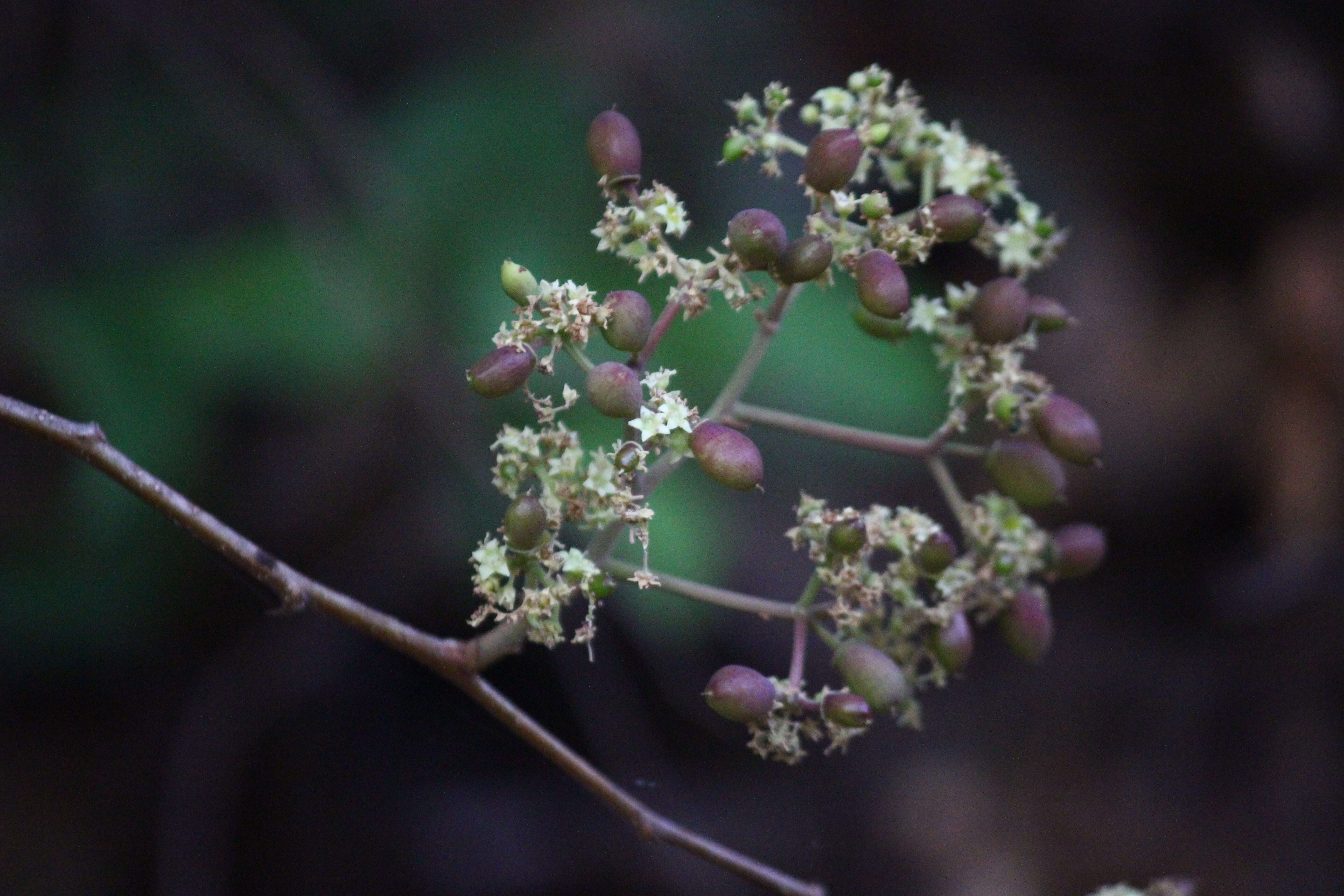 Image of Ziziphus rugosa Lam.