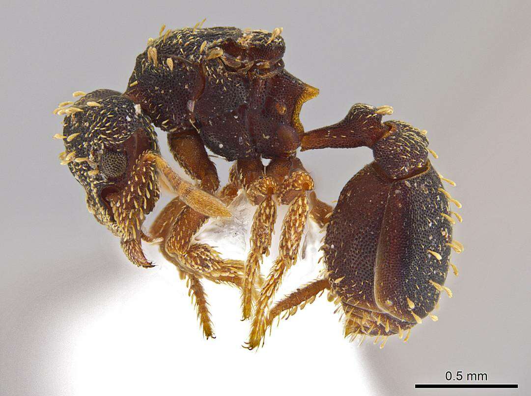 Image of <i>Eurhopalothrix hunhau</i>