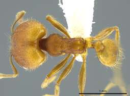 Image of Pheidole anastasii Emery 1896