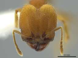 Image of Pheidole anastasii Emery 1896