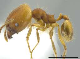 Image of Pheidole anastasii Emery 1896