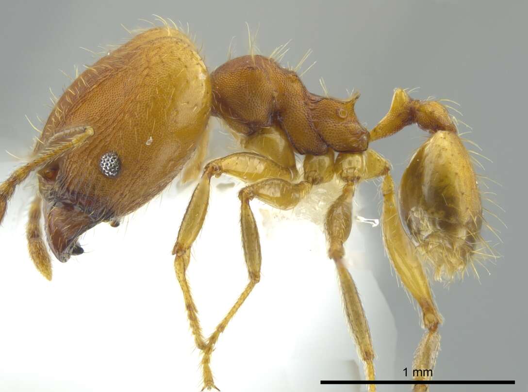 Image of Pheidole anastasii Emery 1896