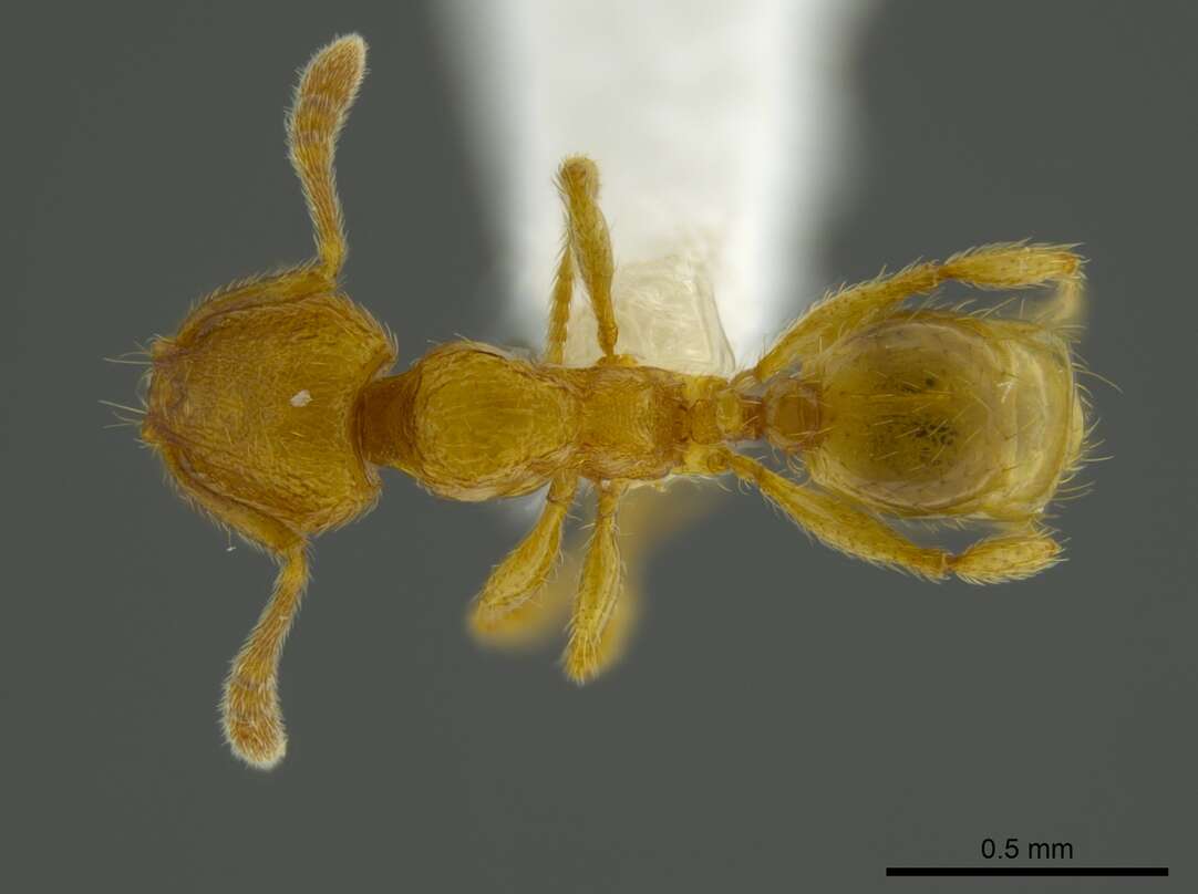 Image of Pheidole belonorte