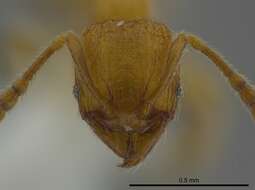 Image of Pheidole belonorte