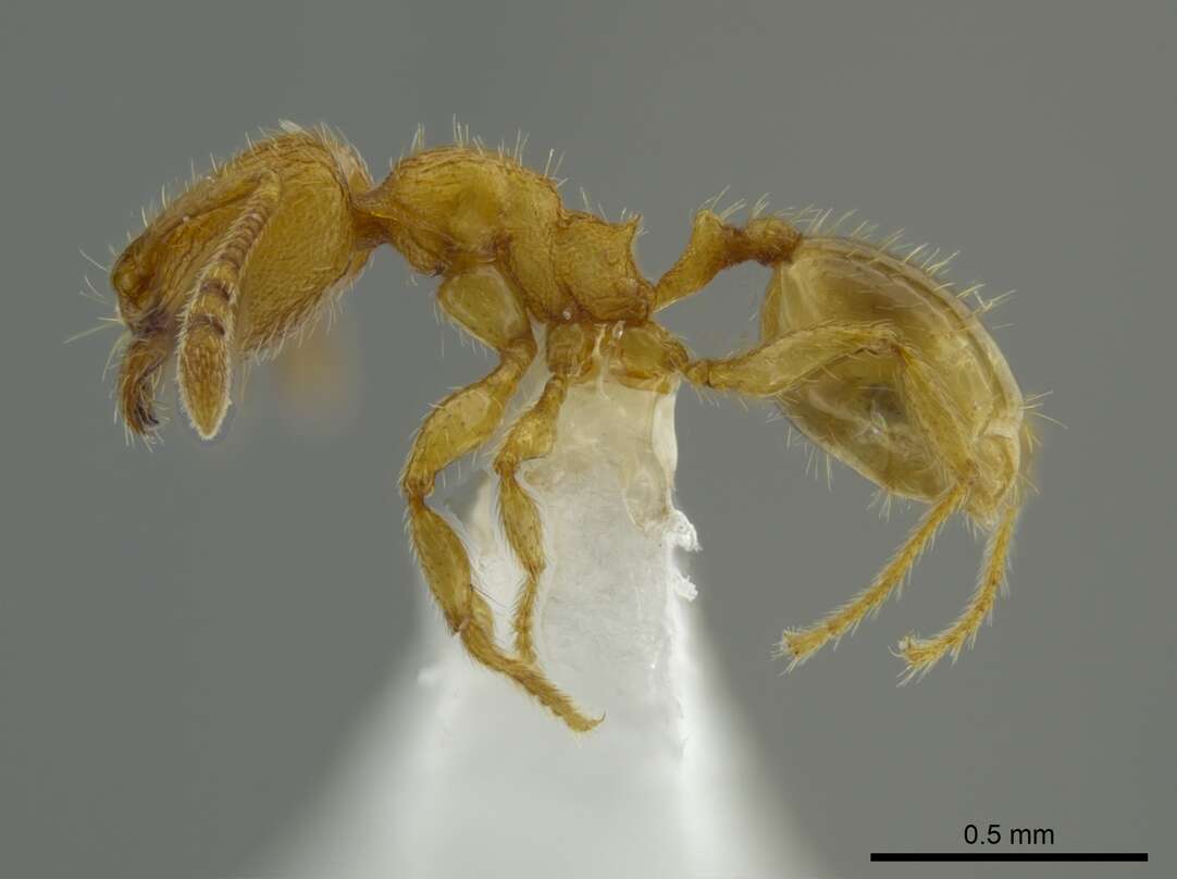 Image of Pheidole belonorte