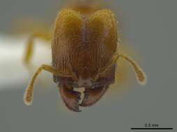 Image of Pheidole belonorte