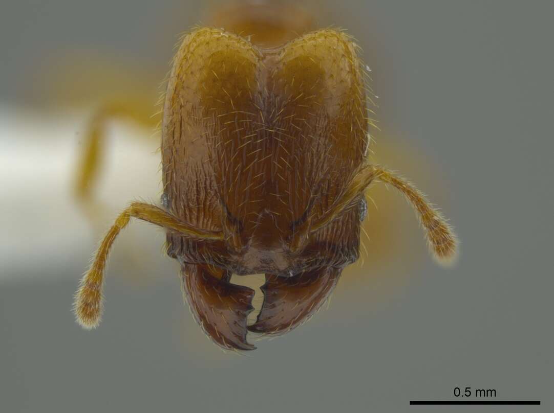 Image of Pheidole belonorte