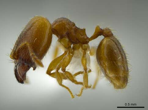 Image of Pheidole belonorte