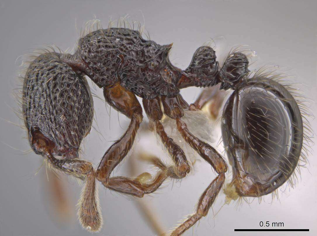 Image of Adelomyrmex myops (Wheeler 1910)