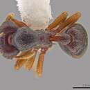 صورة <i>Eurhopalothrix machaquila</i>