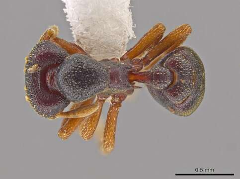 Image of <i>Eurhopalothrix machaquila</i>