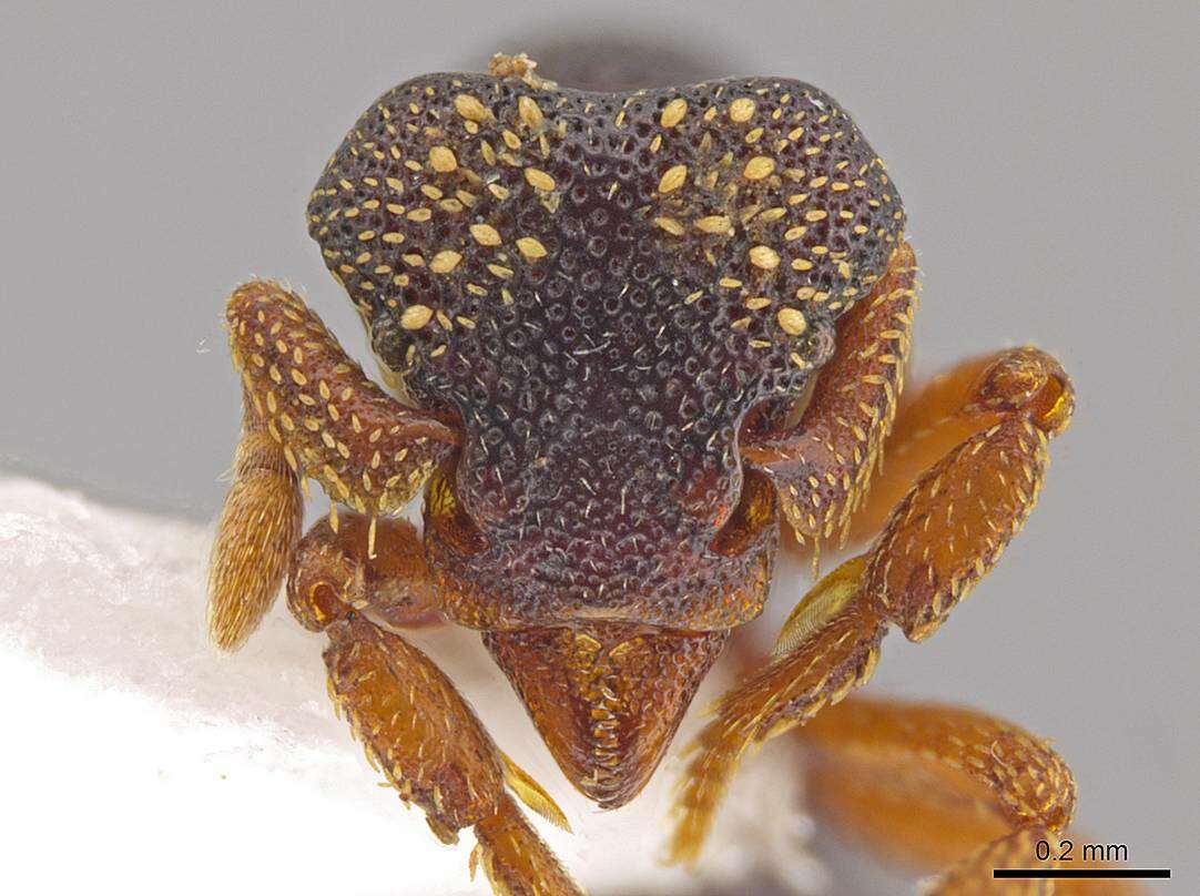 Image of <i>Eurhopalothrix machaquila</i>