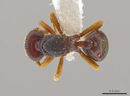 Image of <i>Eurhopalothrix machaquila</i>