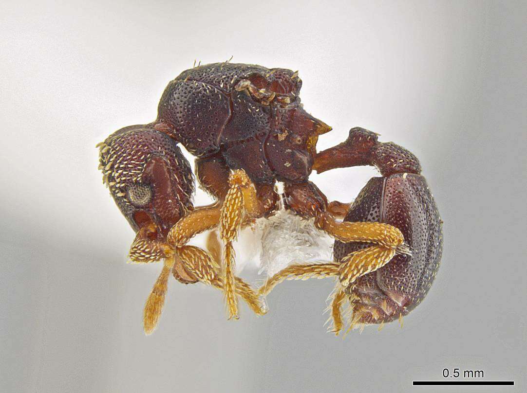 Image of <i>Eurhopalothrix machaquila</i>