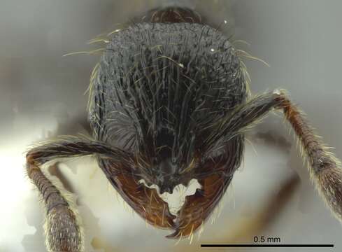 Image de <i>Adelomyrmex quetzal</i>