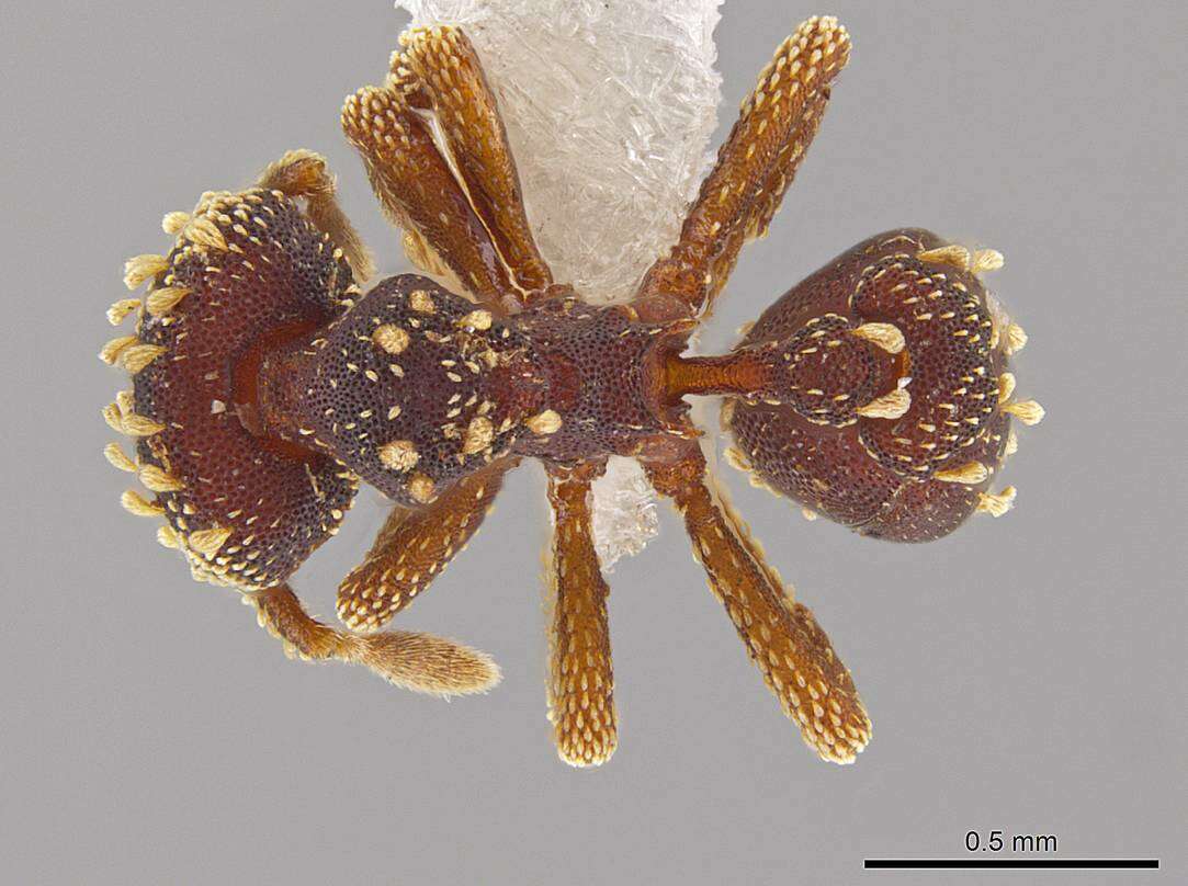 Image of <i>Eurhopalothrix hunhau</i>