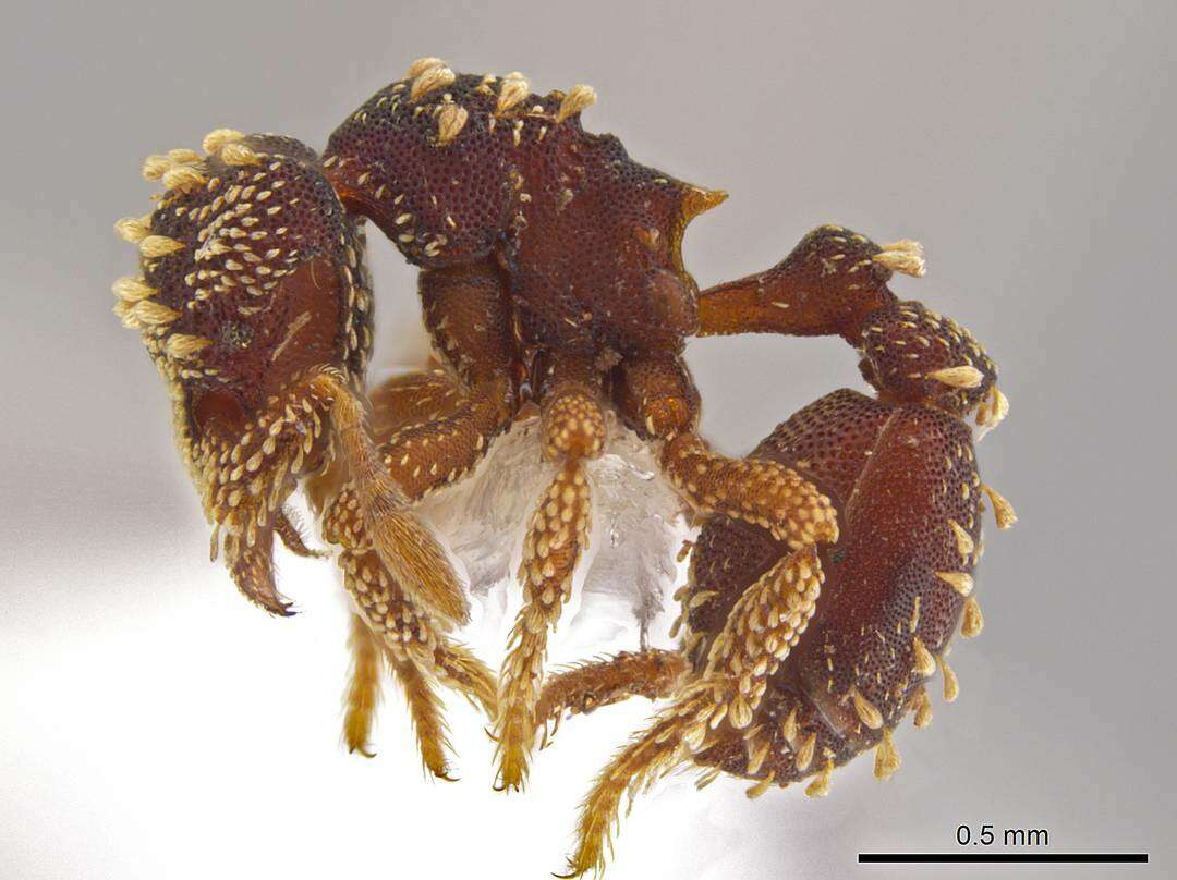 Image of <i>Eurhopalothrix hunhau</i>