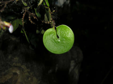 Imagem de Machaerium lunatum (L. fil.) Ducke