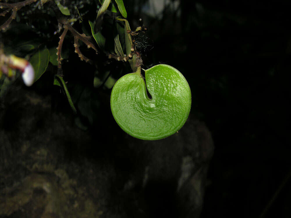 Imagem de Machaerium lunatum (L. fil.) Ducke