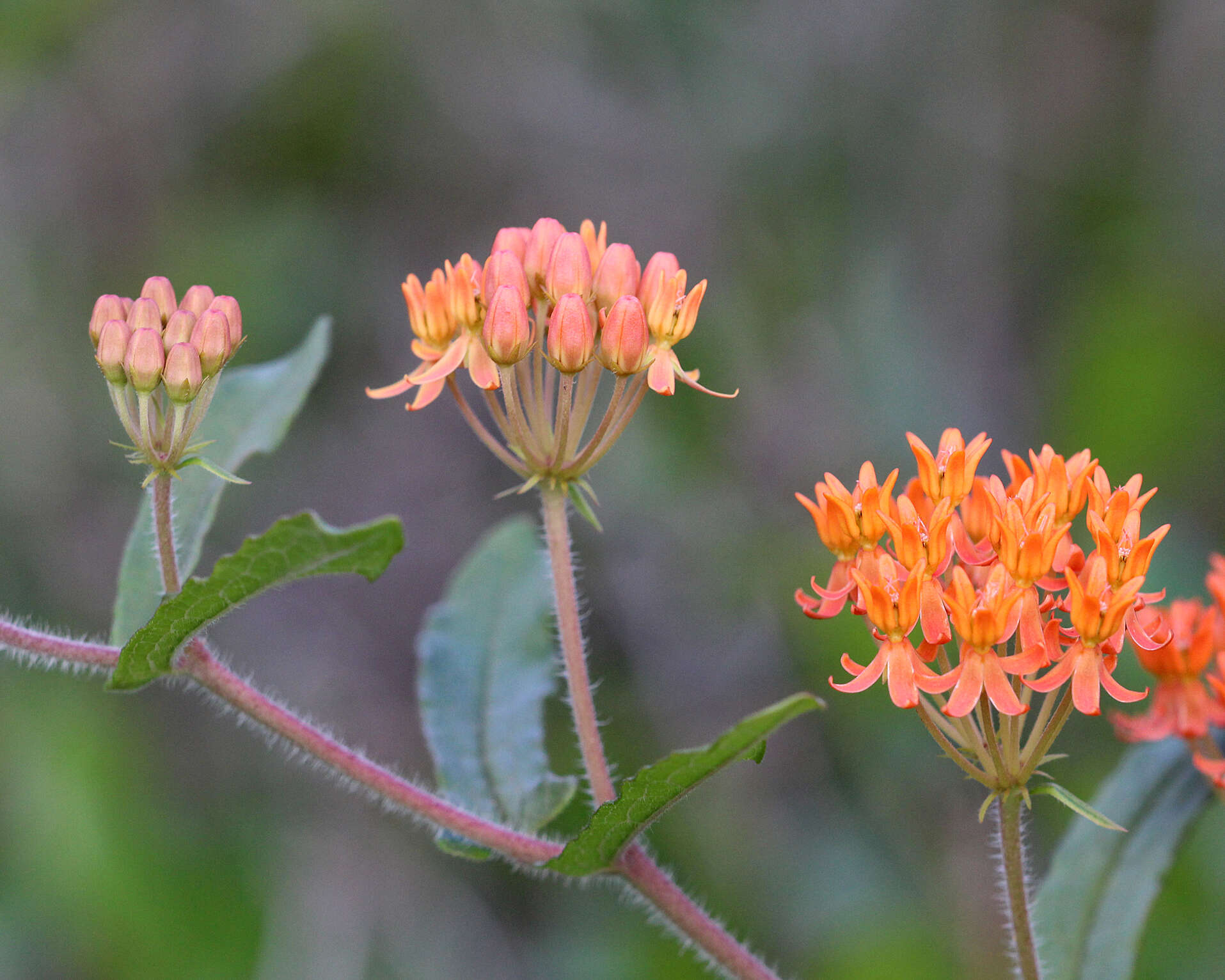 Imagem de Asclepias tuberosa L.