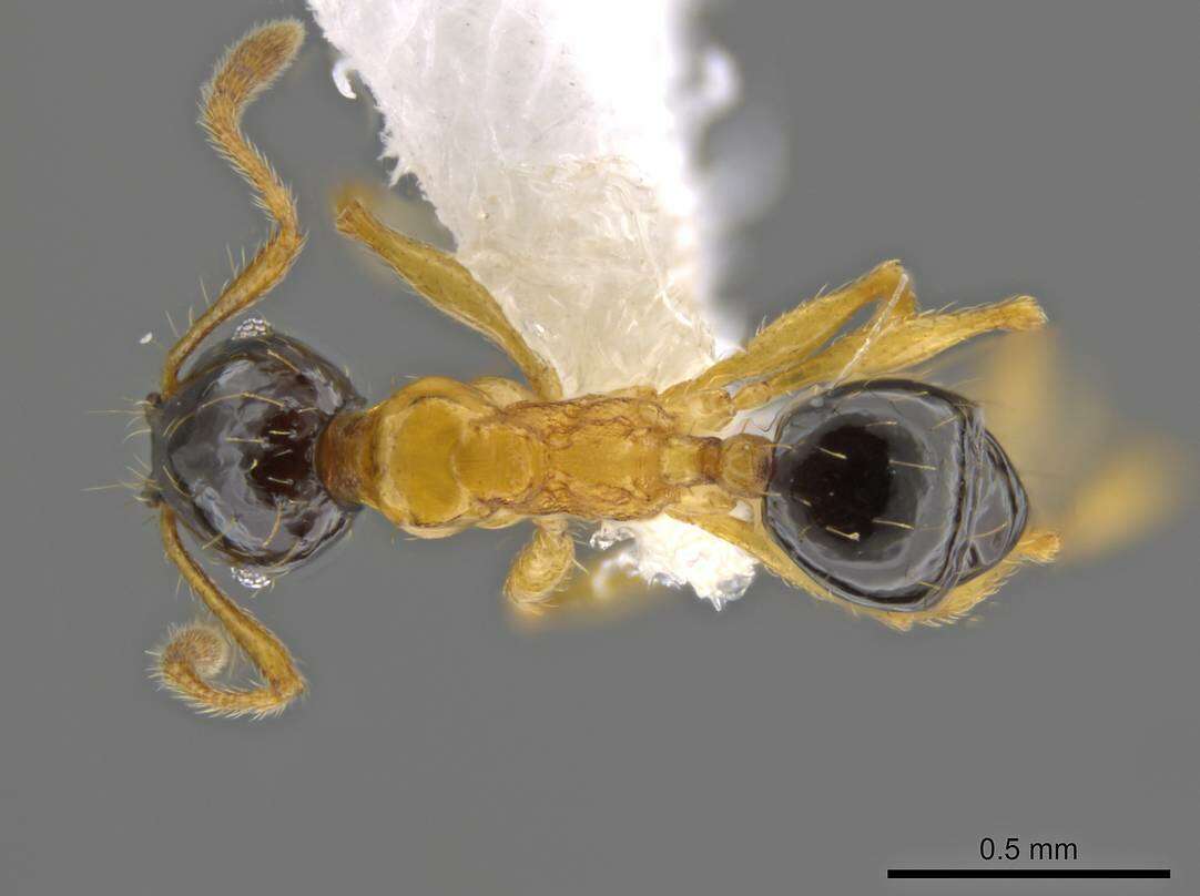 Image of Pheidole balatro