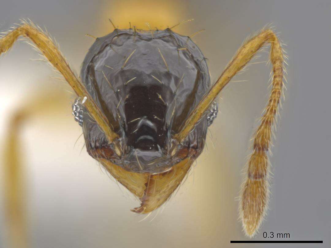 Image of Pheidole balatro