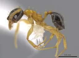 Image of Pheidole balatro