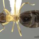 Image of <i>Brachymyrmex bicolor</i>