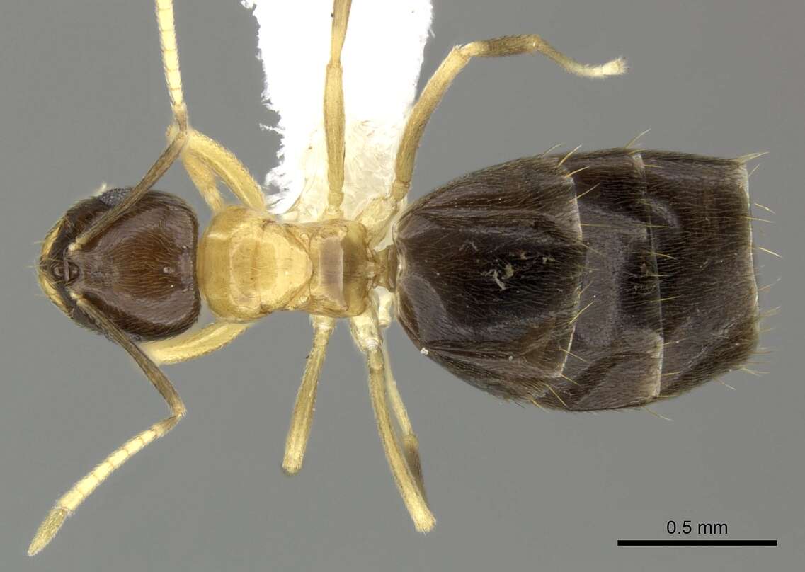 Image of Formicinae