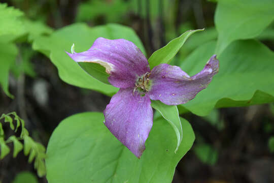 Image of White trillium