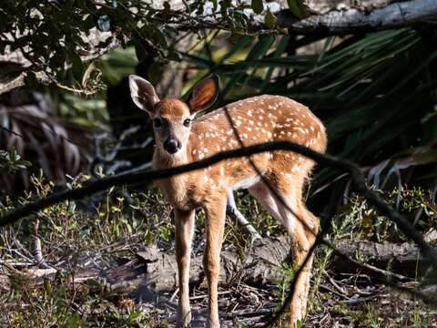 Image of Odocoileus virginianus osceola (Bangs 1896)