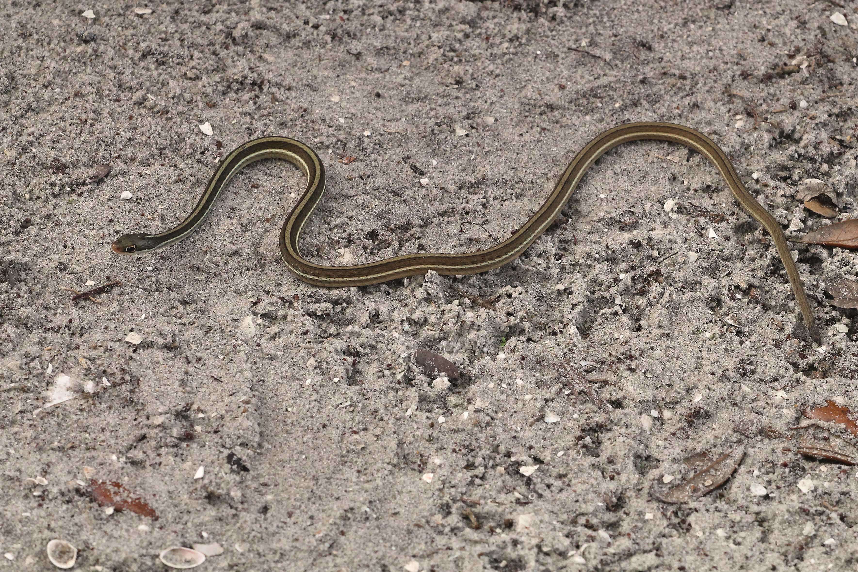 Слика од Thamnophis saurita sackenii (Kennicott 1859)