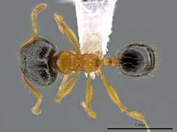 Image of Pheidole balatro