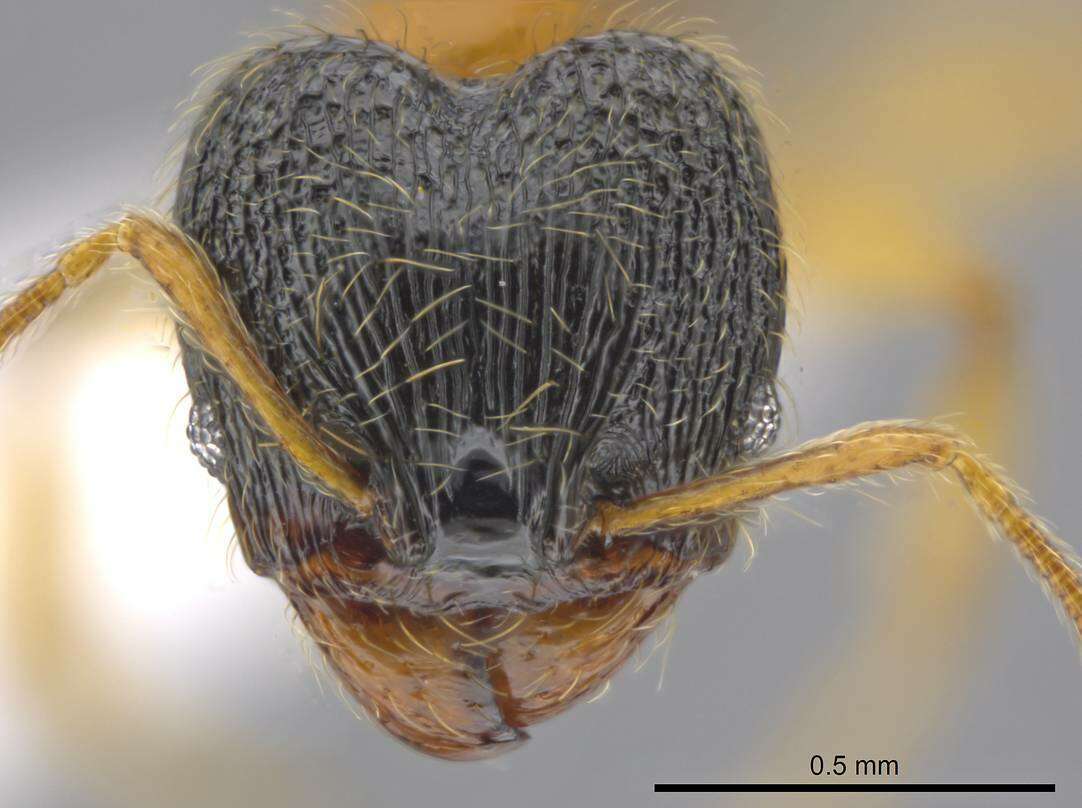 Image of Pheidole balatro