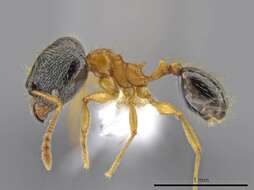 Image of Pheidole balatro