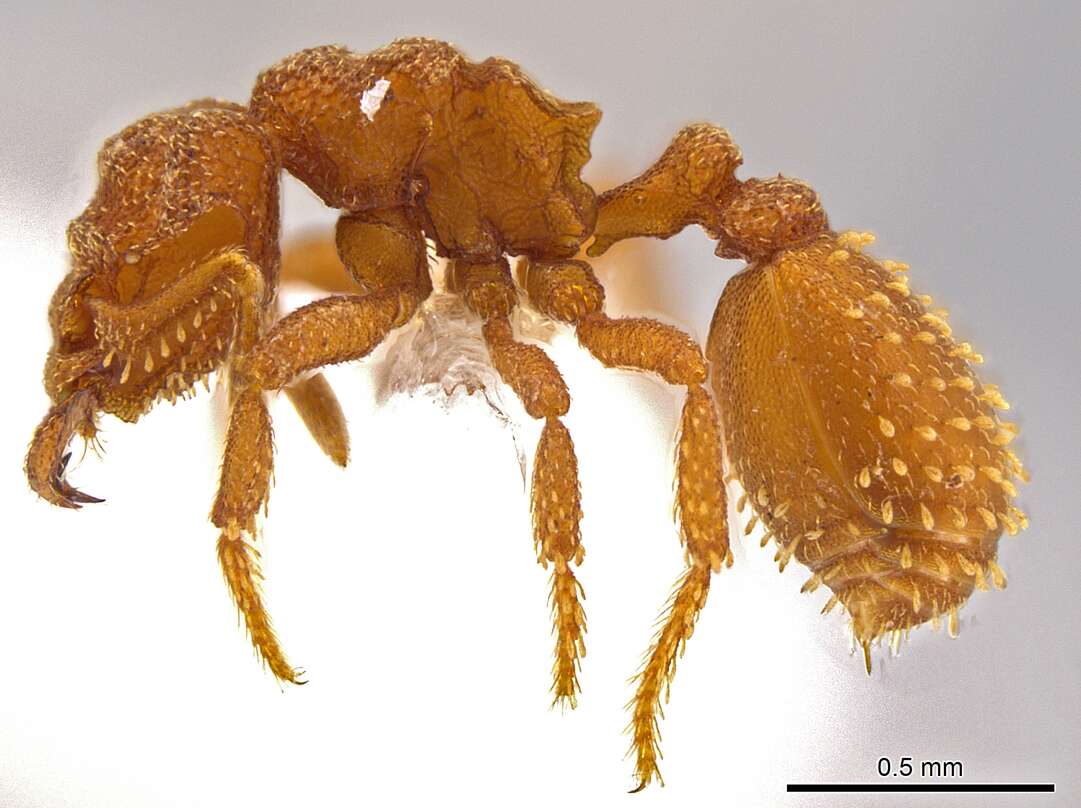 Image of Rhopalothrix therion