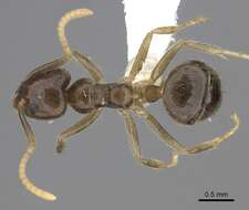 Technomyrmex pratensis (Smith 1860) resmi