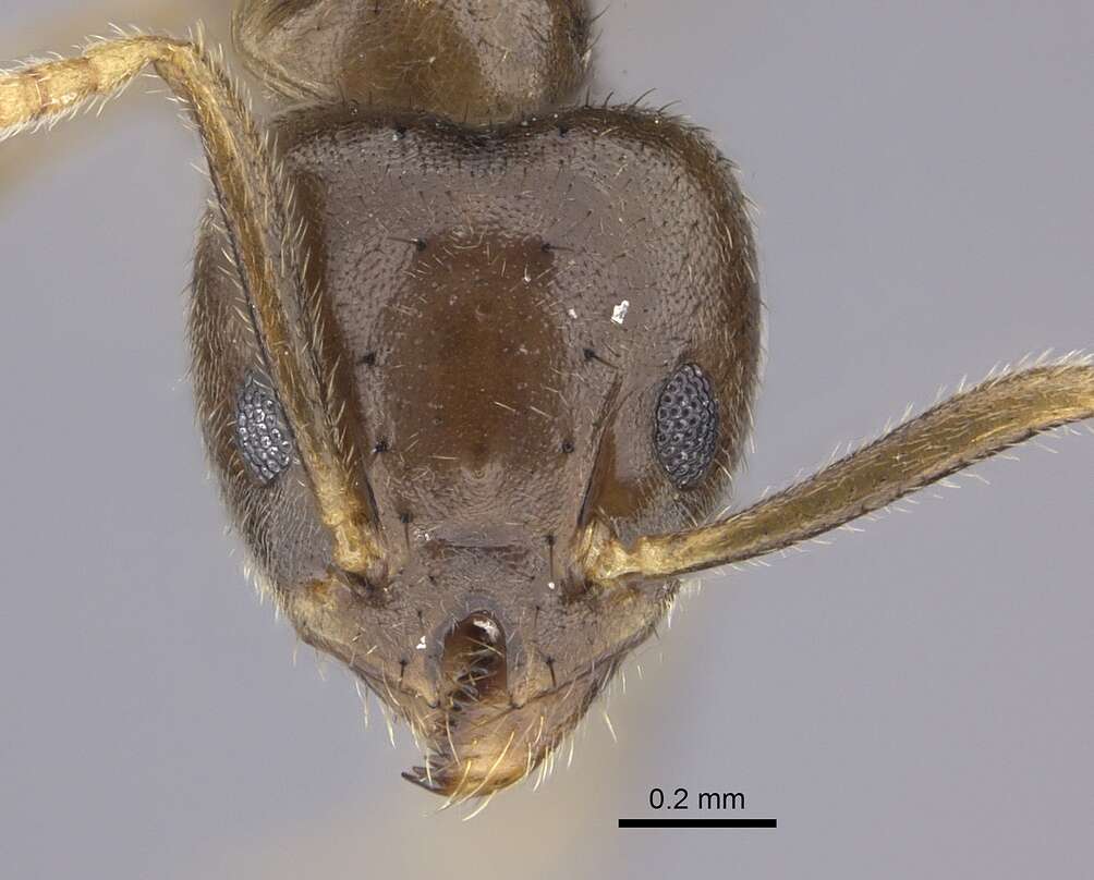 Technomyrmex pratensis (Smith 1860) resmi