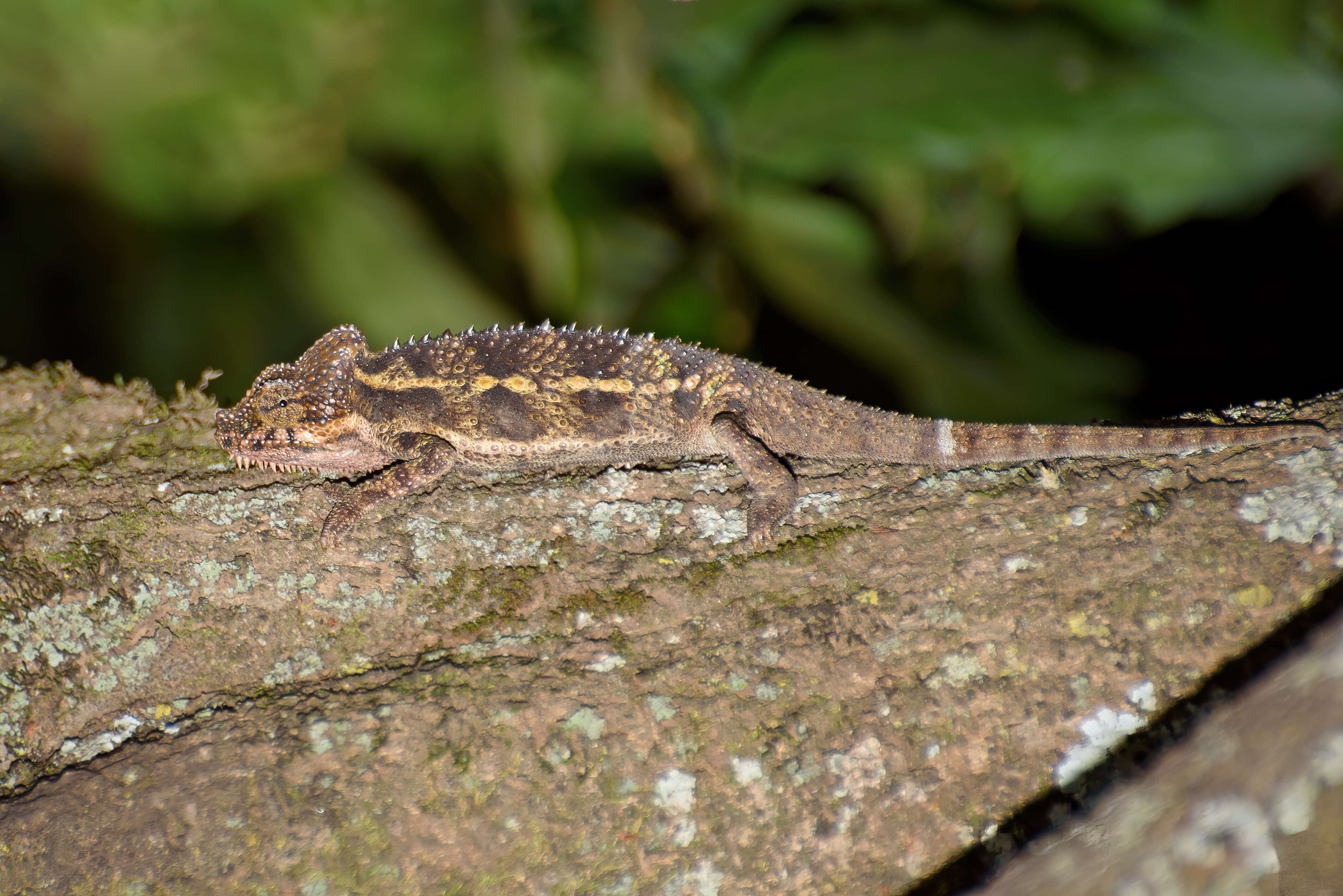 Image de Caméléon à casque élevé