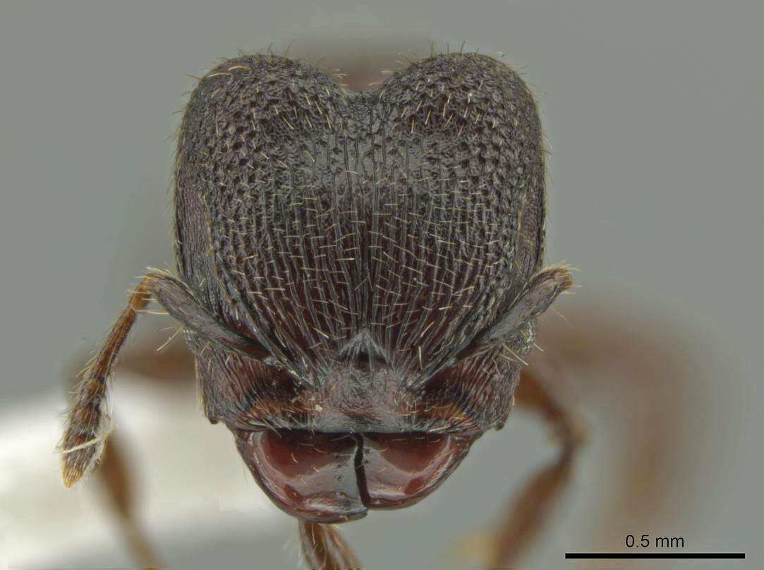 Image of Pheidole wardi