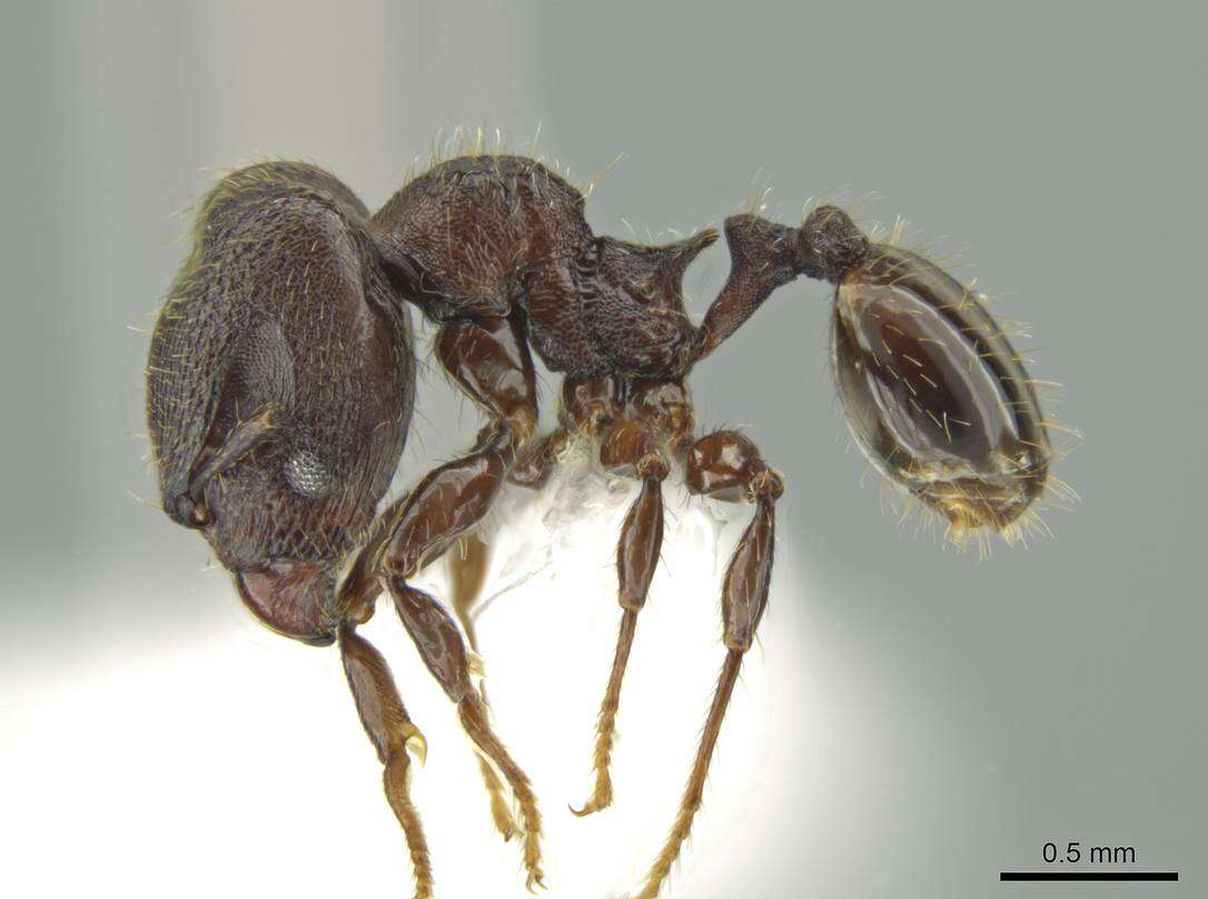 Image of Pheidole wardi