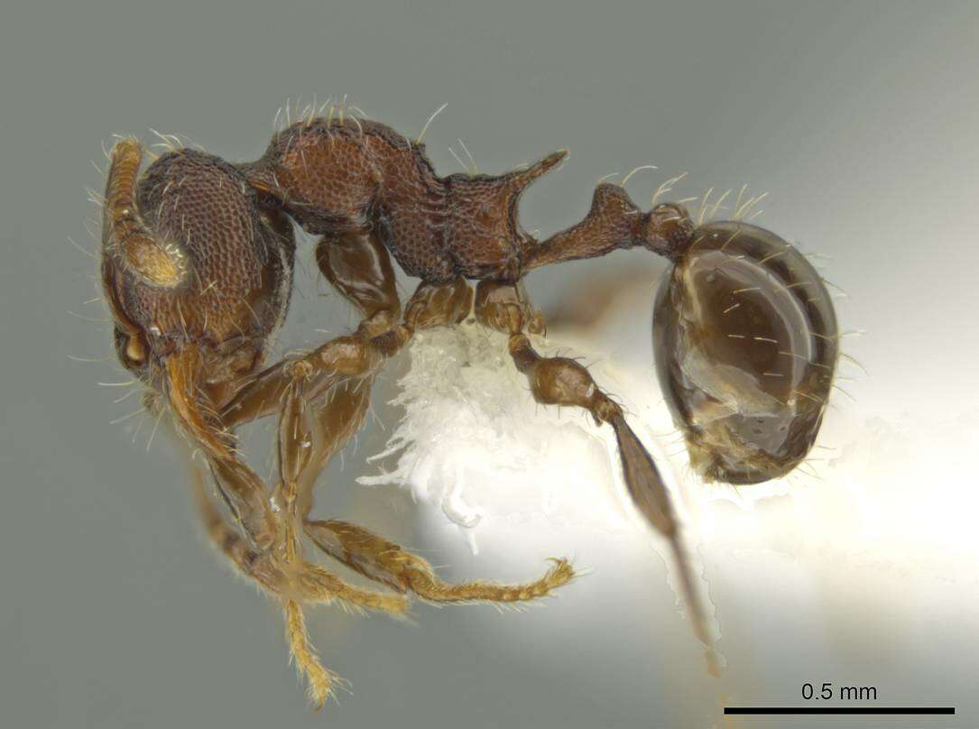 Image of Pheidole wardi