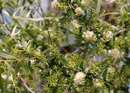 Image of coastal plain willow