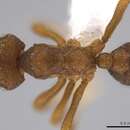 Image of <i>Mycetophylax andersoni</i>