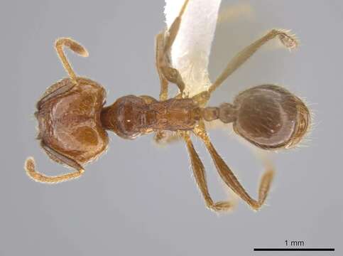 Image de Pheidole cusuco