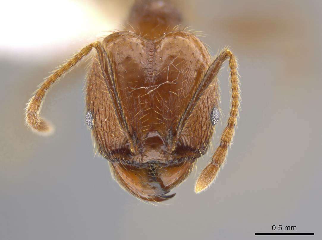 Image of Pheidole cusuco